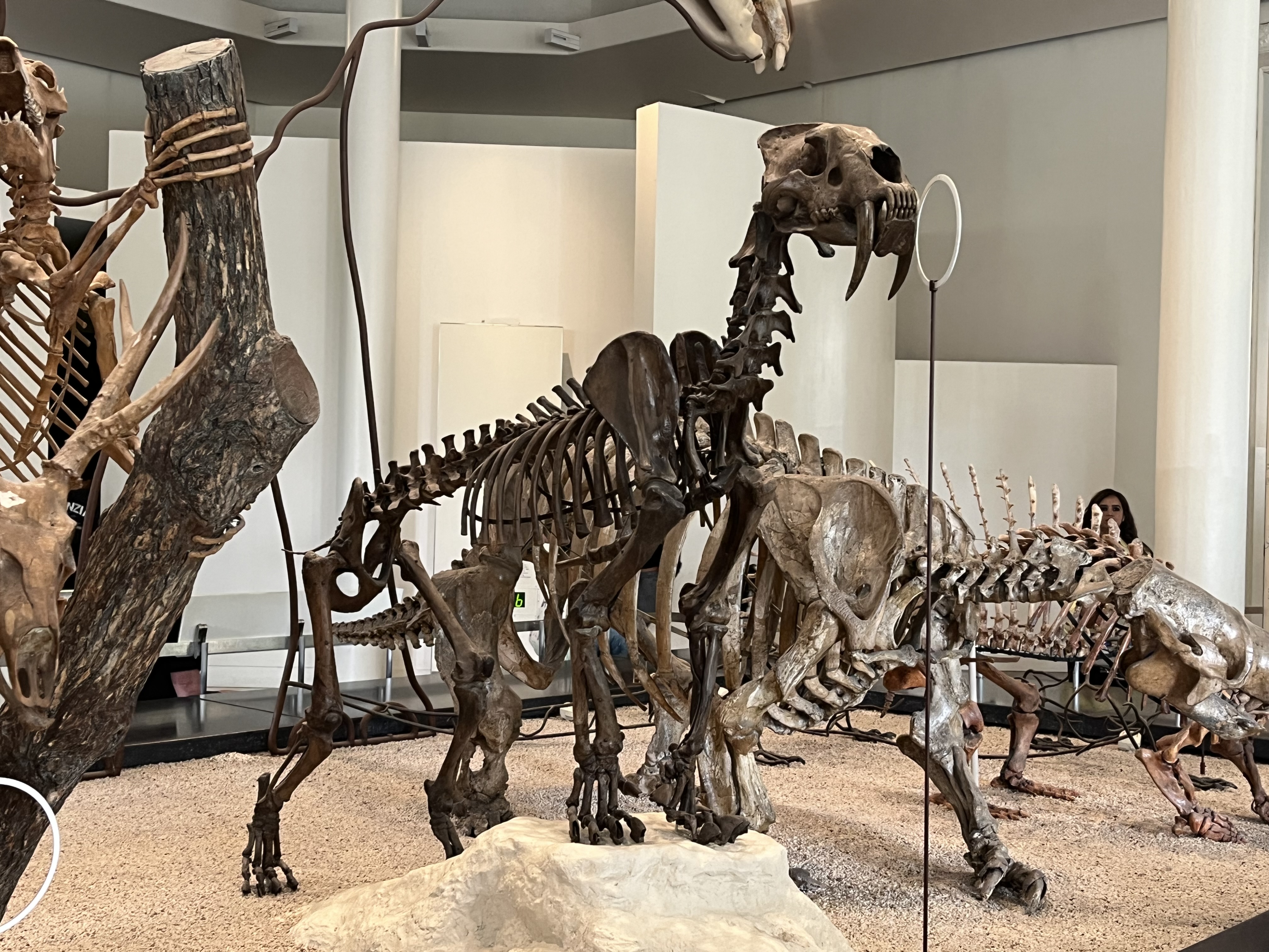smilodon fossil in the hall of primitive mammals